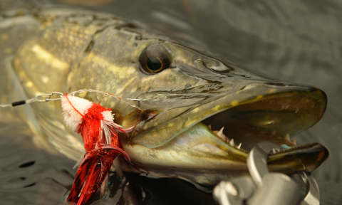 Fliegenfischen auf Hecht mit dem Belly Boot