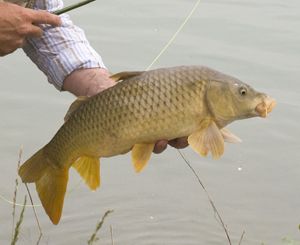 Sommerliche Karpfenfischerei mit der Fliegenrute