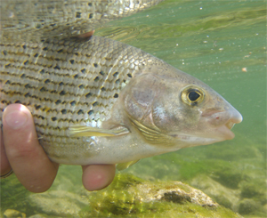 Äschen im Herbst – Feines Fliegenfischen mit der Nymphe