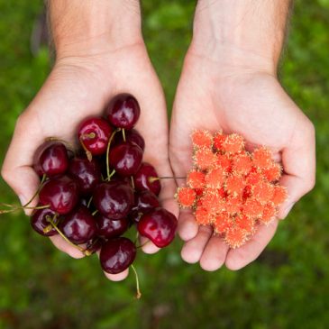 Mit „Crystal Cherries“ auf Aitel