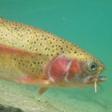 Große Happen für Forellen – Die Fischerei mit Landinsekten