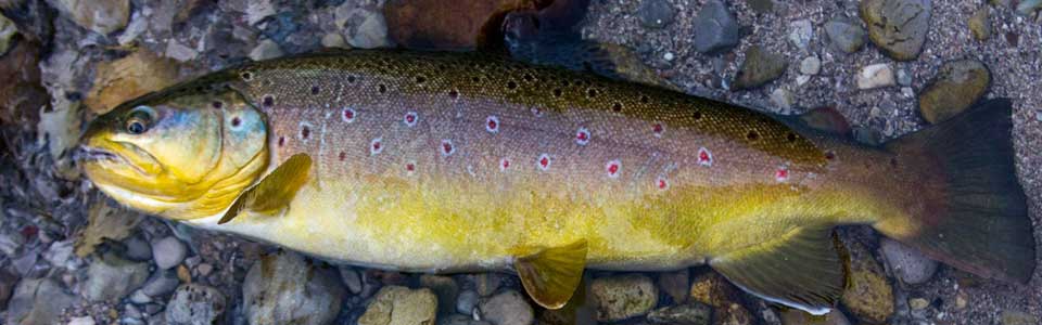 Fliegenfischen an Sommertagen