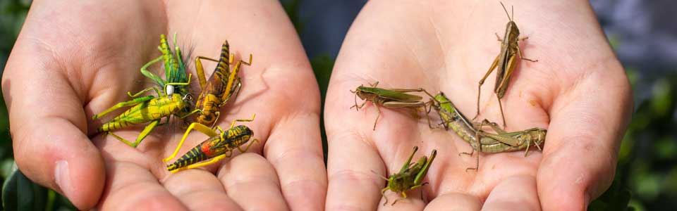 Fliegenfischen mit Grashüpfern – trauen Sie sich!