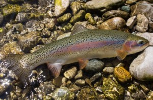 Fliegenfischen Deutsche Traun Traunstein