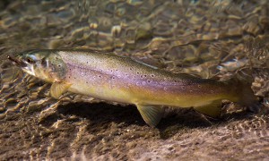 Diese Bachforelle wurde mit einer Hare's Ear Nymphe im flachen Wasser überlistet. 