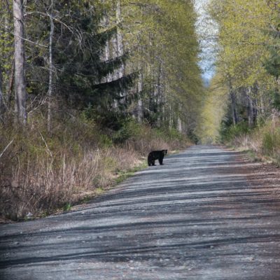 Bären sieht man häufig im Skeena Gebiet.