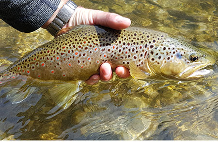 Fliegenfischen Deutsche Traun Traditionell