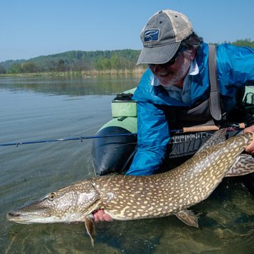 Video: Fliegenfischen auf Hecht mit Rudi Heger – LIVEBISSE & GROSSHECHT